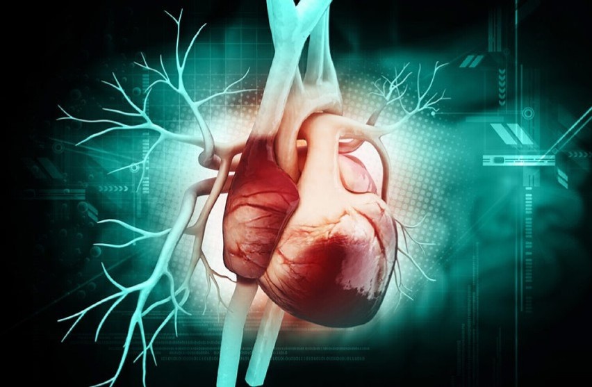 Serce uderza w życiu 3 mld razy. Im wolniej bije - tym dłużej żyjemy! ZDJĘCIA!