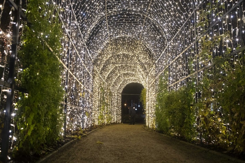 Świąteczna iluminacja, Ogród Botaniczny UW. Ponad 30 instalacji roślin i zwierząt rozświetli stolicę. Kiedy otwarcie wystawy?