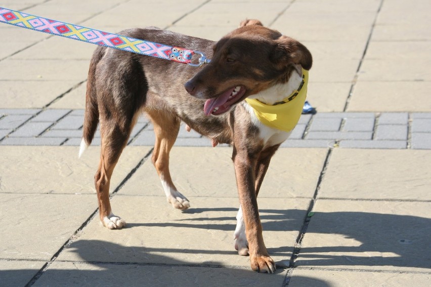 Puławy: Akcja adopcyjna psów pod Urzędem Miasta (foto)