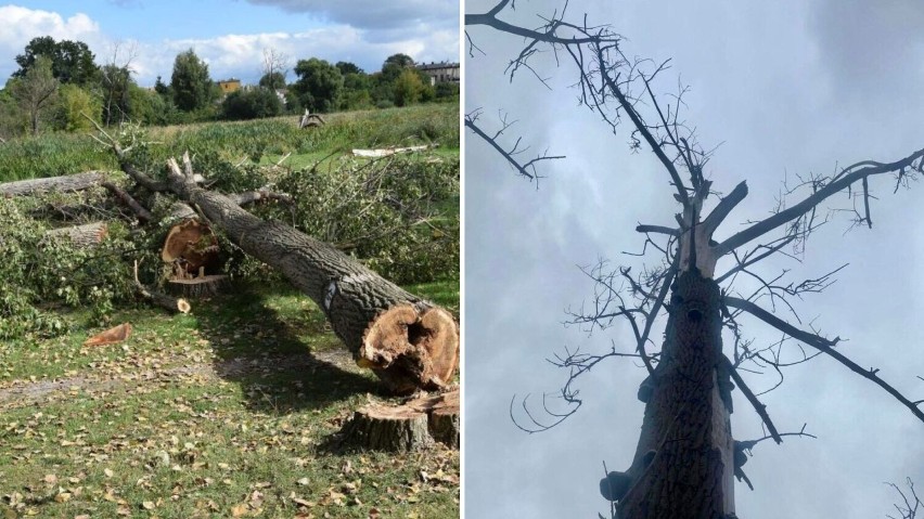 Wycięli drzewa, ale zostawili dwa suche na terenie Księżego Kacerka w Wągrowcu. Dlaczego? Jak sytuację tłumaczą przedstawiciele ratusza?