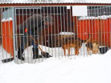 Schronisko bezpańskich psów w Sonieczkowie potrzebuje pomocy