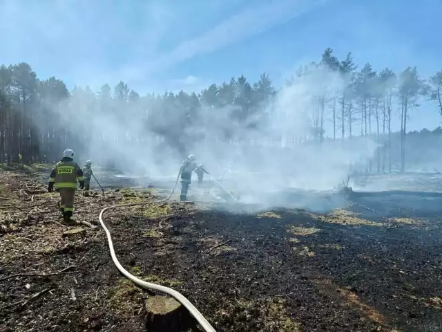 Pożar w Puszczy Noteckiej. Z ogniem walczyło kilkanaście zastępów strażaków z naszego regionu.