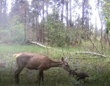 Maleńki jelonek z mamą w lesie pod Częstochową. Niezwykłe nagranie rozczula. ZOBACZ FILM