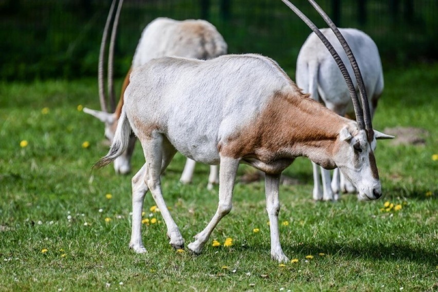 Pełna nazwa gdańskiego zoo to Miejski Ogród Zoologiczny...