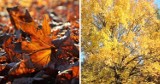 Jesień w Chorzowie jest piękna! Oto fotografie uwiecznione przez naszych czytelników. Zobacz ZDJĘCIA