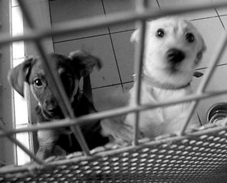 Pieski z azylu w Biskupicach czekają na nowych opiekunów.
