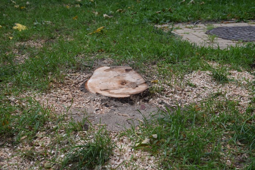 Drzewo od lat rosnące przy blokach na ulicy Podgórnej...