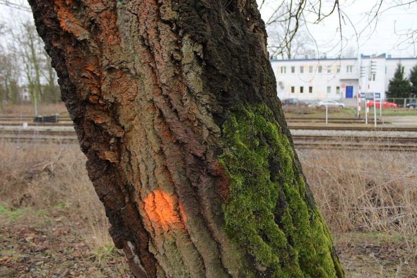 Kolejna wycinka drzew przy ul. Torowej. Tym razem na terenie kolejowym FOTO