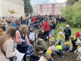 Pola Nadziei w Wałbrzychu. 400 uczniów sadziło żonkile przed hospicjum w Wałbrzychu. To wzruszająca akcja. Zobacz FILM, ZDJĘCIA