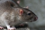 Jaroszówka. Szczury mogły pogryźć 1,5 roczne dziecko