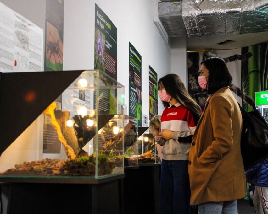 Wystawa pająków w Atrium Mosty. Ponad 50 egzotycznych zwierząt ze wszystkich kontynentów, plansze edukacyjne i gry dla dzieci