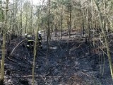 Pożar w lesie w Kościelnej Wsi. W akcji uczestniczyło pięć zastępów OSP. ZDJĘCIA