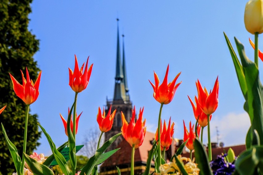 Wrocław. Tłumy zwiedzających w ogrodzie botanicznym. Co już zakwitło? (ZOBACZ ZDJĘCIA)