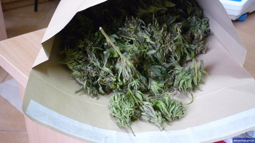 Policjanci z Ełku znaleźli 3,5 marihuany