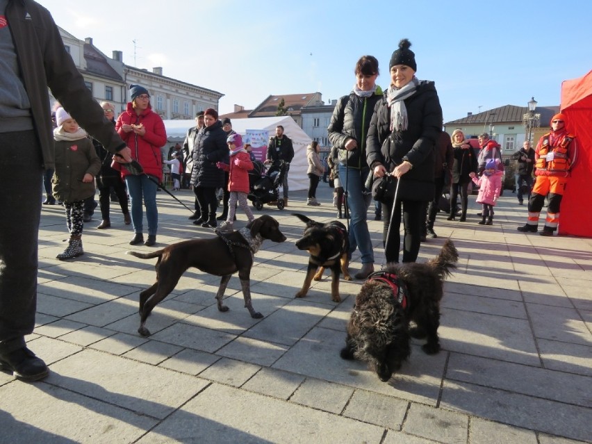 WOŚP 2020. W Wadowicach zrobili wielki marsz psów dla WOŚP [ZDJĘCIA]