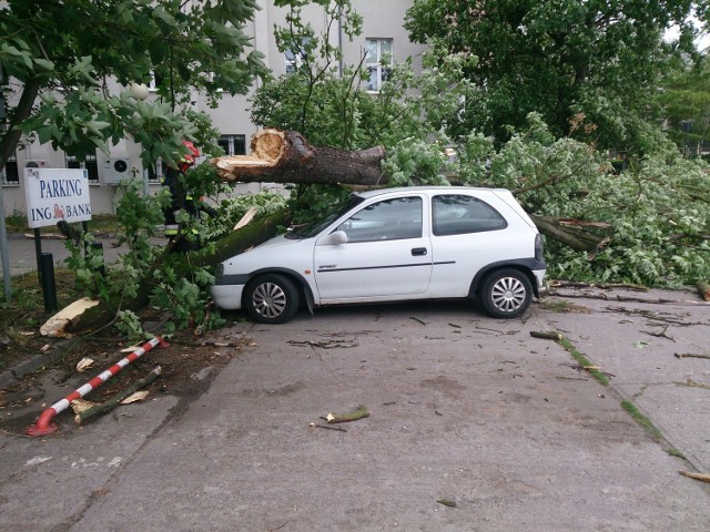 Z całego miasta napływają kolejne informacje o powalonych i połamanych drzewach. 

Przynajmniej jedna osoba trafiła do szpitala wskutek obrażeń spowodowanych przez spadające gałęzie.

Silne wiatry w Toruniu. Strażacy interweniowali kilkadziesiąt razy [ZDJĘCIA]