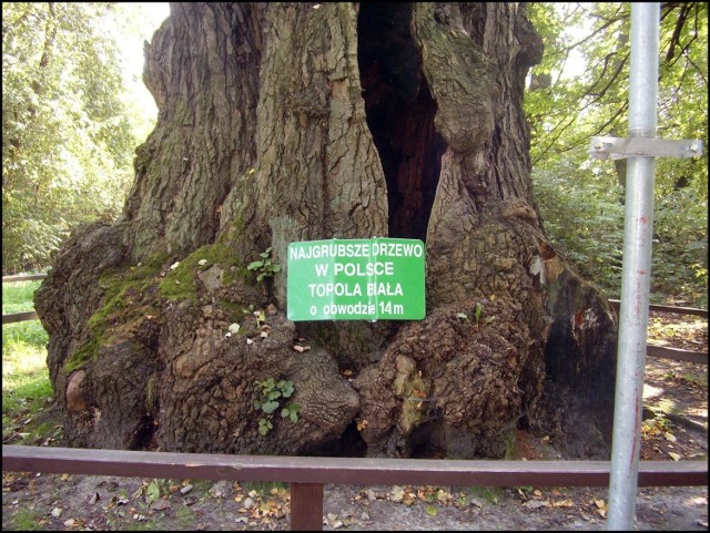 Obw&oacute;d topoli w najgrubszym miejscu (10 cm nad ziemią) wynosił ponad 15 m. Drzewo to miało kiedyś 5 konar&oacute;w. Fot. Ewa Naukowicz-W&oacute;jcik