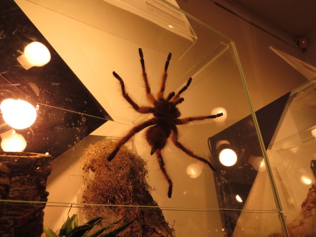 Podczas wystawy w Bramie Chełmińskiej w Brodnicy można zobaczyć 35 gatunków pająków i skorpionów