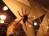 Wystawa pająków i skorpionów w Bramie Chełmińskiej w Brodnicy. Zobaczcie zdjęcia