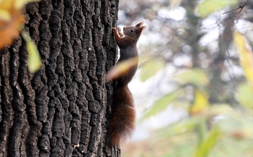 Wiewiórki w legnickim parku robią zapasy! Nadchodzi zima? zobaczcie zdjęcia