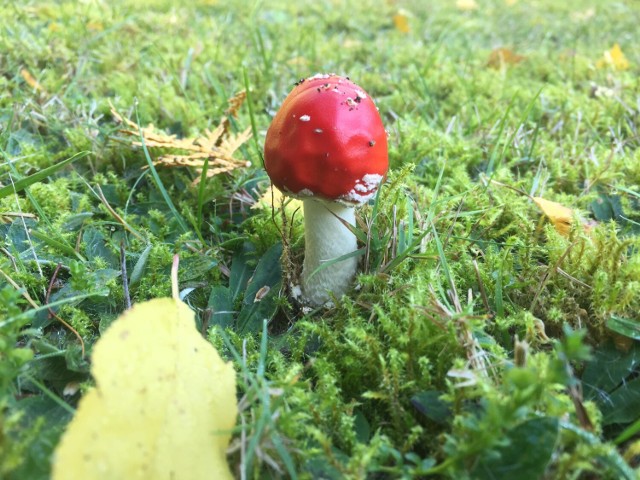 Muchomor czerwony czyli  Amanita Muscaria to grzyb silnie trujący. Nie należy jeść żadnych grzybów trujących. Mała dawka może być śmiertelna.