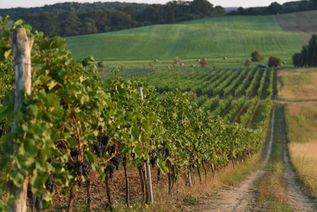 Krakowska uczelnia rolnicza będzie kształcić specjalistów od uprawy winorośli i produkcji wina