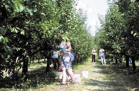 Pomoc obejmuje także zakładanie sadów lub plantacji wieloletnich. Fot. P. Jasiczek