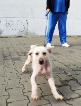 &quot;Najsmutniejszy pies w Łodzi&quot; - o tym jak dzieci uratowały psa