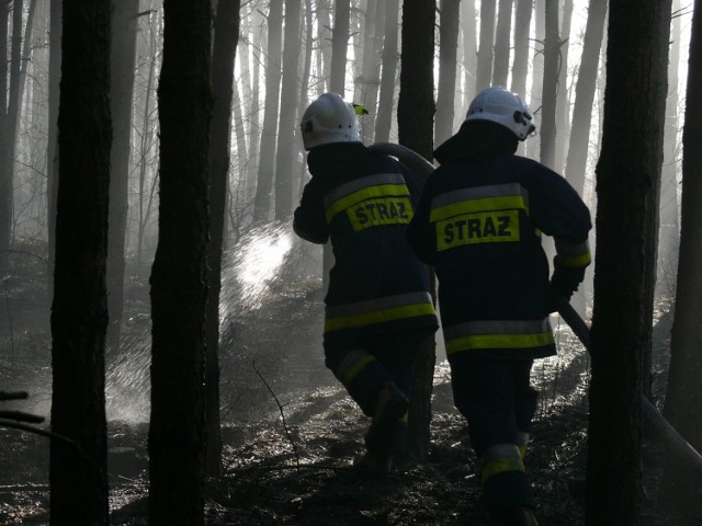 Pożar lasu w Zelowie