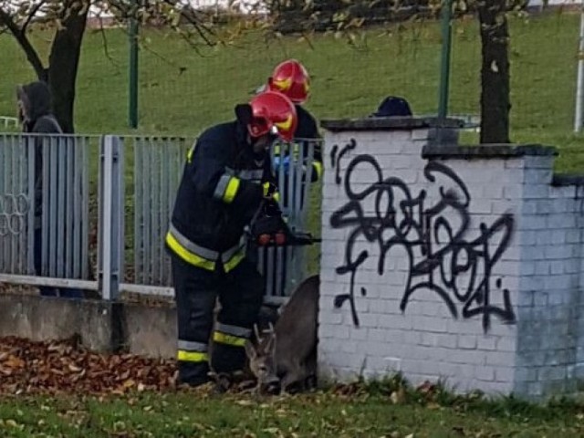 Strażacy z Jastrzębia ratowali sarnę. Na zdj. akcja z października 2017 r.