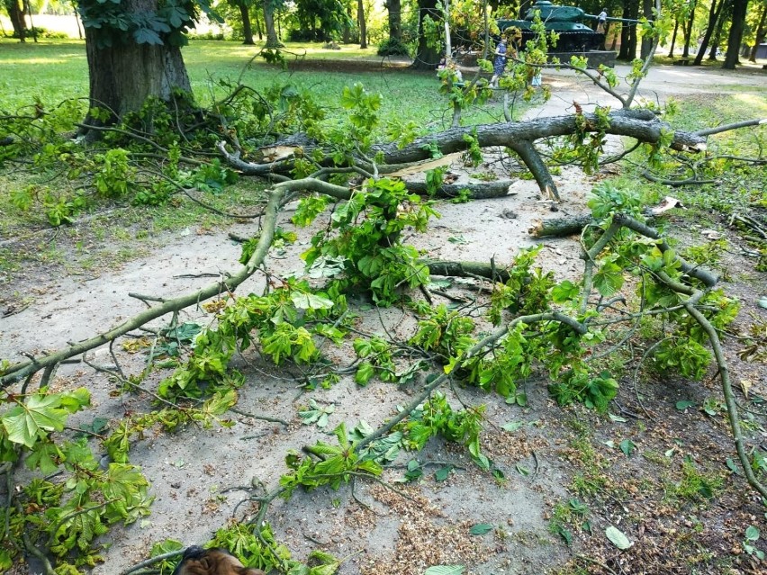 Drzewo połamało się w Parku Miejskim przy ul....