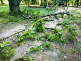 Połamane drzewo w Parku Miejskim w Pyrzycach [ZDJĘCIA] 