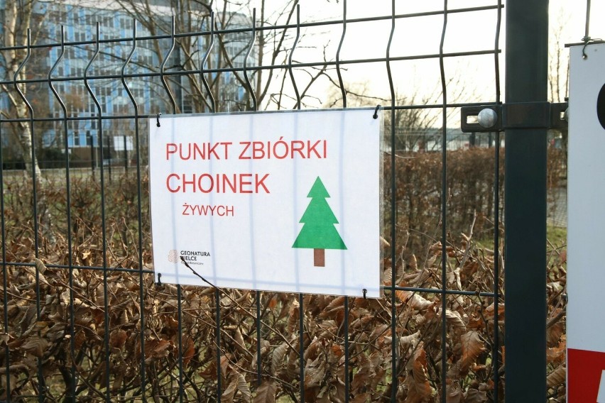 Co z choinką po świętach? Ogród Botaniczny w Kielcach da naszym drzewkom drugie życie
