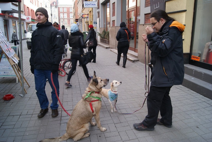 Akcja katowickiego schroniska na ul. Staromiejskiej w...