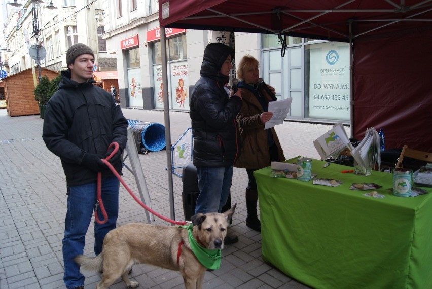 Akcja katowickiego schroniska na ul. Staromiejskiej w...