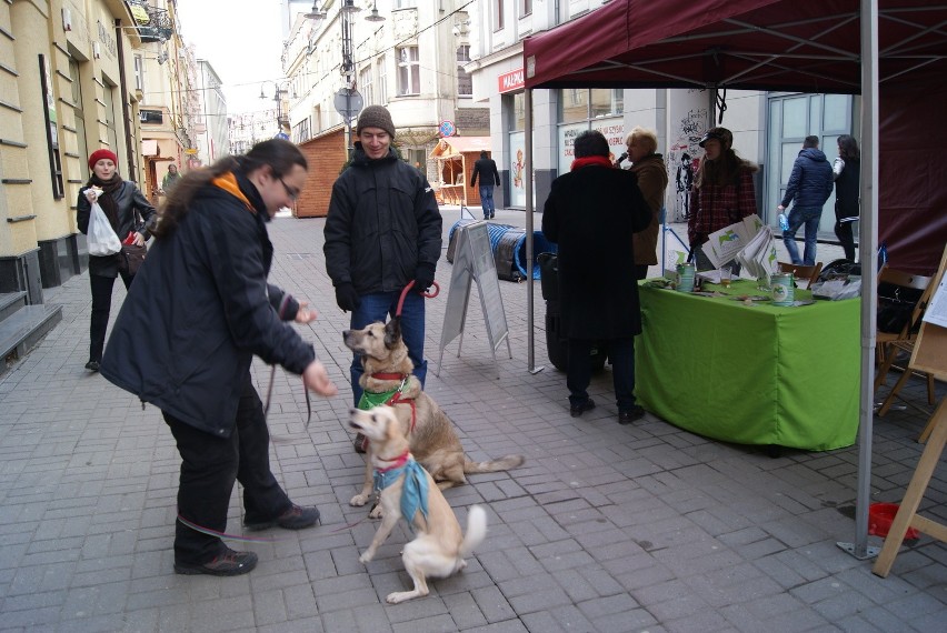 Akcja katowickiego schroniska na ul. Staromiejskiej w...