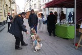 Katowice: Zachęcali do adopcji psów i wsparcia schroniska