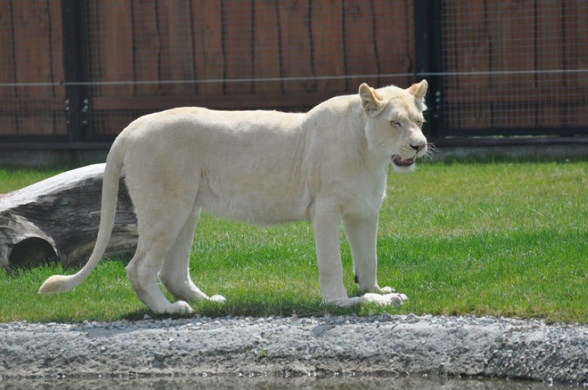 ZOO Safari w Borysewie. Białe lwy zagryzły dwa lwiątka na oczach dzieci ZDJĘCIA