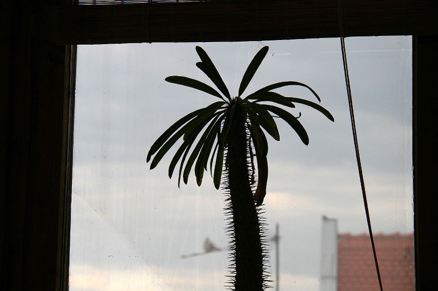 Palma nie rośnie za oknem.