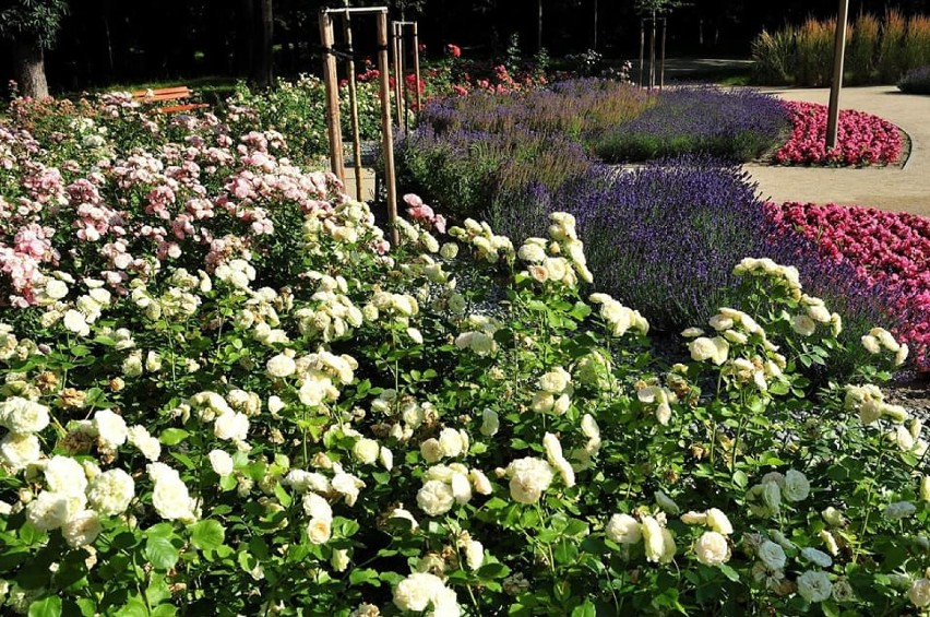 Trzy lata temu otwarto ogród różany. To jedno z ładniejszych miejsc w Świdnicy (ZDJĘCIA) 