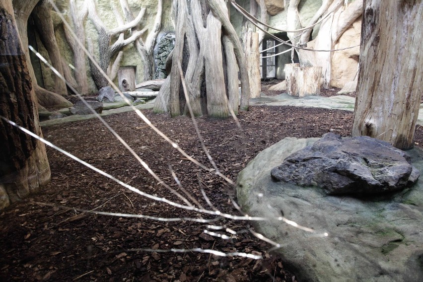 Goryl z zoo w Opolu doskoczył do szyby i z całej siły w nią kopnął