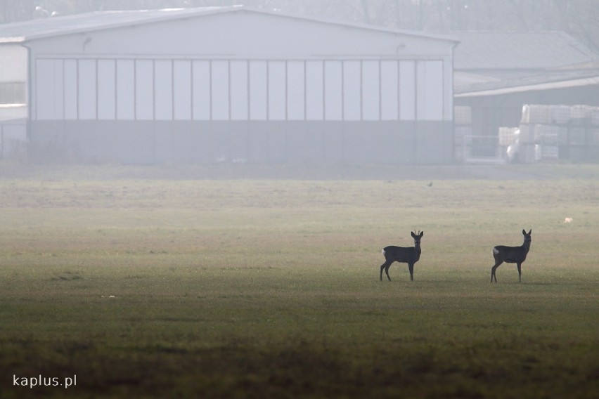 Dzikie zwierzęta hasają w okolicach lubelskiego lotniska