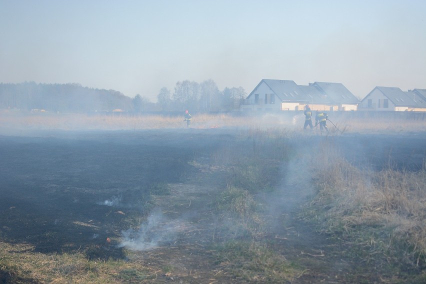 Pożar traw na terenach przy ul. Miłoleśnej w Grudziądzu [wideo, zdjęcia]