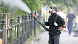 DG: miasto będzie walczyć z kleszczami i komarami