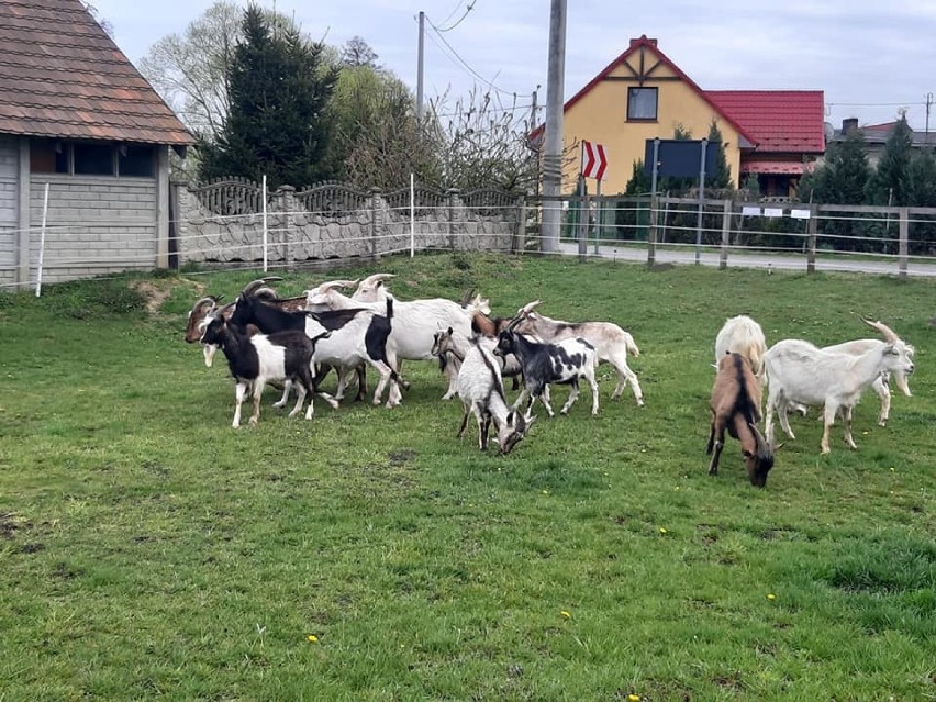 Free Animals Kalisz uratowało kilkanaście zwierząt ZDJĘCIA