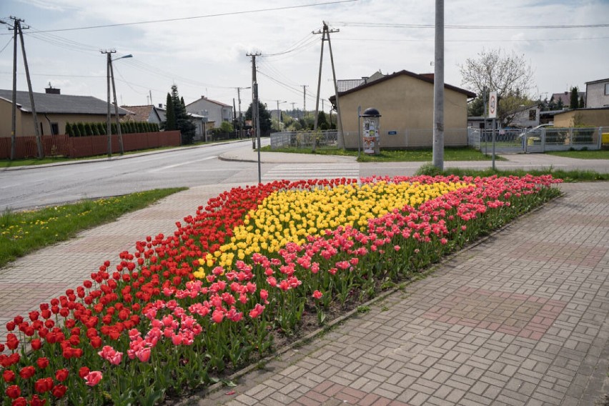 To ostatnie dni, by nacieszyć oczy tulipanami na miejskich rabatach oraz rondach w Skierniewicach