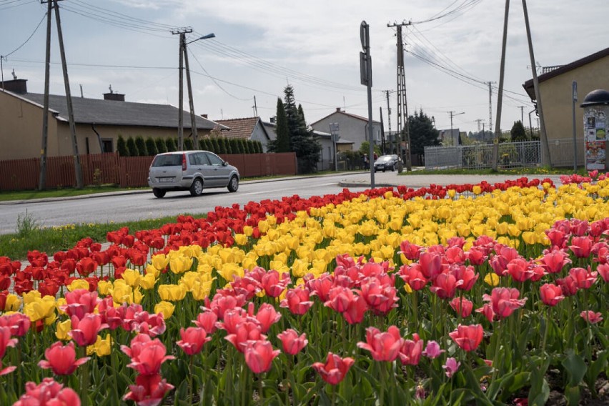 To ostatnie dni, by nacieszyć oczy tulipanami na miejskich rabatach oraz rondach w Skierniewicach