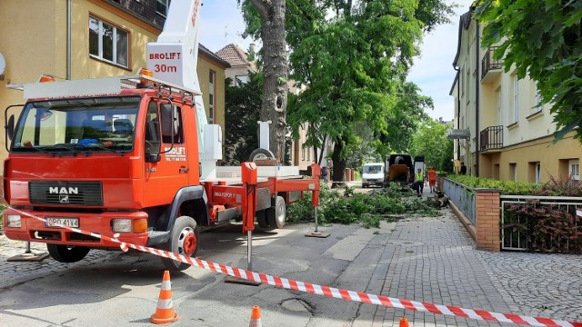 Opole. Wycinka drzew na Pasiece. Pod topór rośliny przy ulicach Barlickiego i Konsularnej