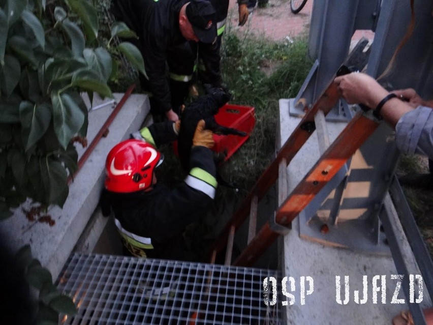 Strażacy z OSP Ujazd ratowali psa, który utknął w studzience