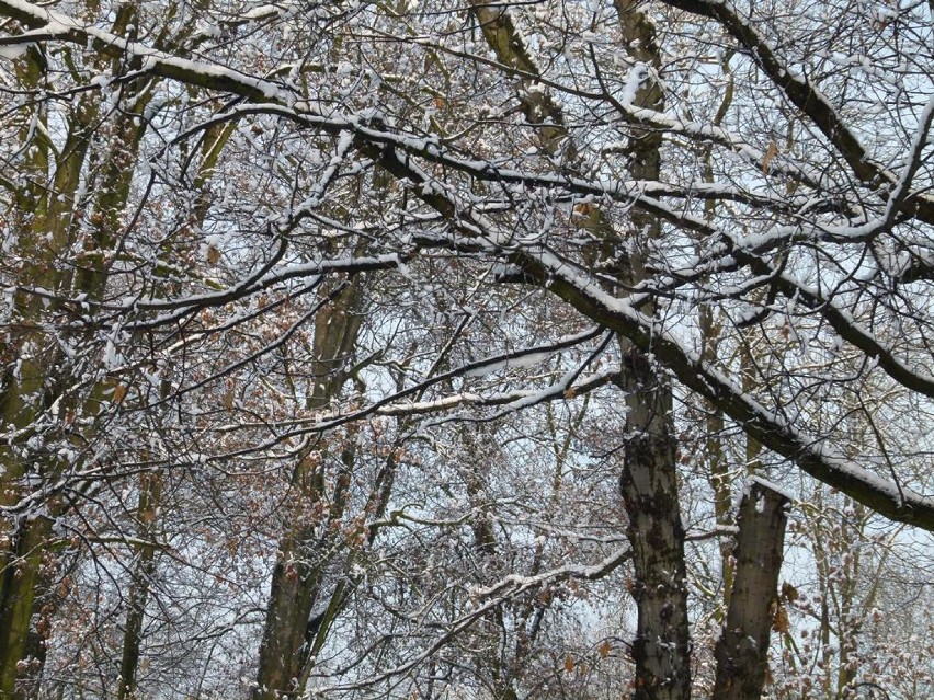Park Miejski w Zduńskiej Woli w zimowej, śnieżnej odsłonie